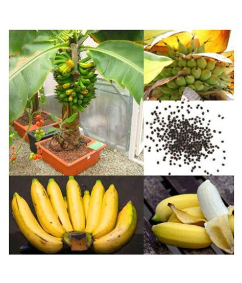 Dwarf Banana Tree Seeds Mini Bonsai Exotic Home Garden Plants Fruit 200 PCS. Per Packet: Buy ...