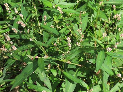 Lady's-Thumb - Polygonum Persicaria: Edible & Medicinal Uses of the ...