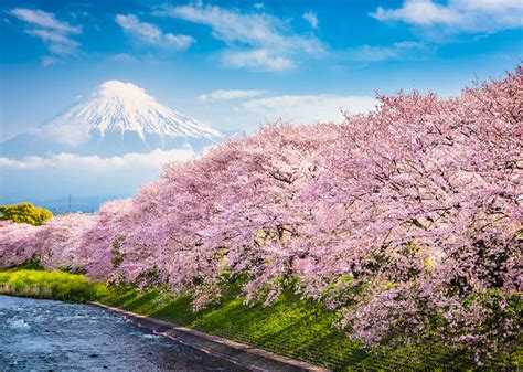 When to buy flight tickets to Japan for cherry blossom season