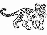 Leopard to Color Coloring Page  Free Printable Pages For Kids sketch template