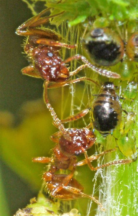 CABINET OF CURIOSITIES: Ants 'farming' aphids