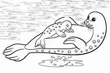 Seal And Aquatic Creatures Swimming Coloring Page  Free Printable sketch template