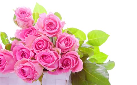 Pink Rose Pictures Free Download