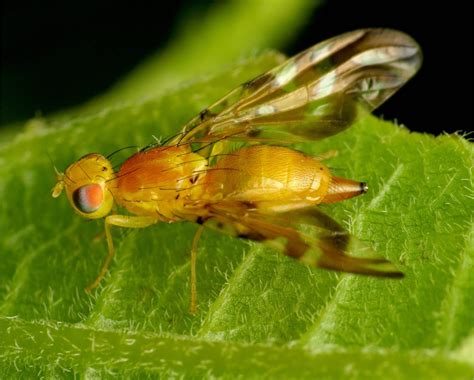 Fruit fly - how to treat against it to protect your fruit harvest