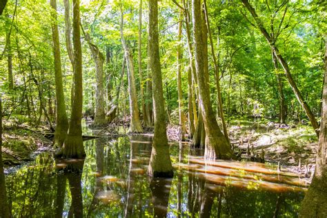 Congaree National Park: The Complete Guide