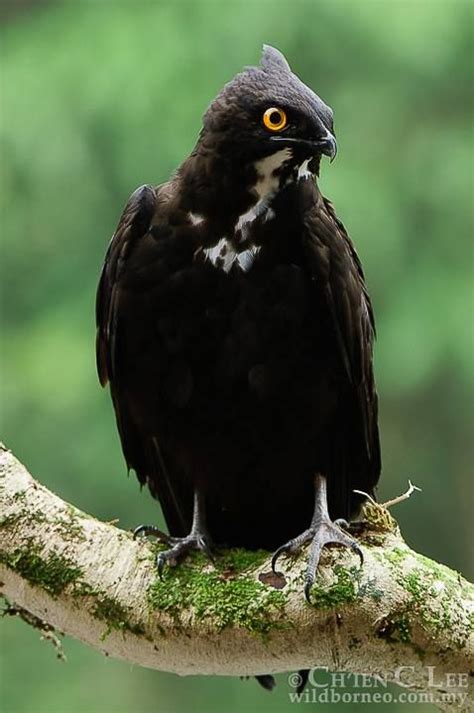 Bat Hawk (Machaeramphus alcinus) photographed by Chien C Lee in Bukit Sarang National Park ...