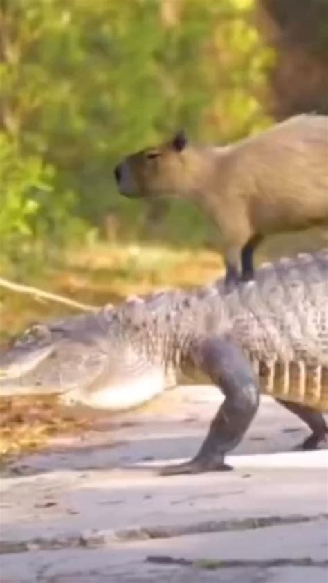 Capybara casually goes on crocodile ride : r/interestingasfuck