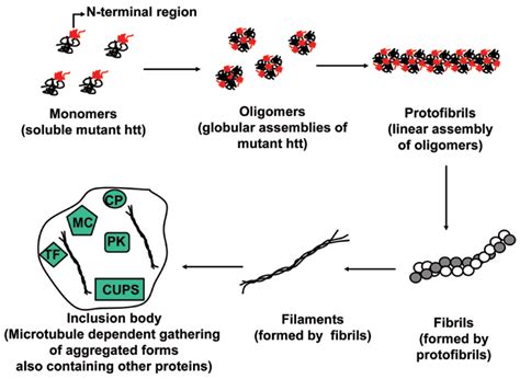 Schematic illustration of hypothetical pathway for inclusion body... | Download Scientific Diagram