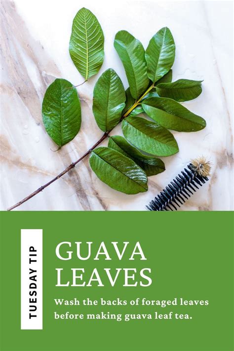 How To Make Guava Leaf Tea | Plantas medicinales, Plantas