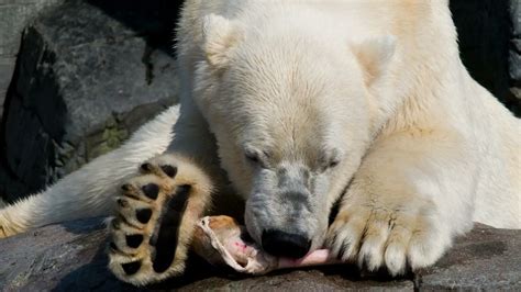 How Strong is a Polar Bear - An In-Depth Look at the Strengths and Abilities of the Arctic Giant ...