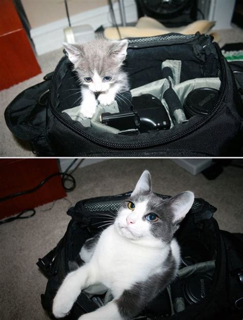 15+ Adorable Photos Of Cats Before And After Growing Up.