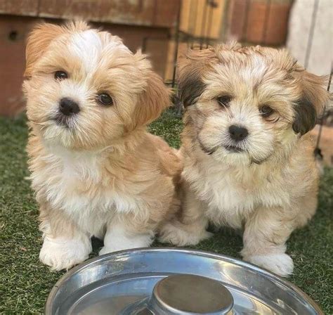 15 Photos Of Lhasa Apso Puppies That Make Everyone's Heart Melt ...