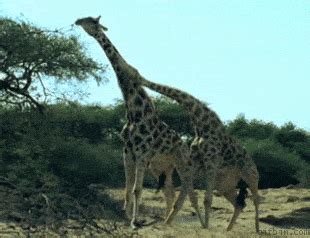 Giraffe kissing - Cute Animals