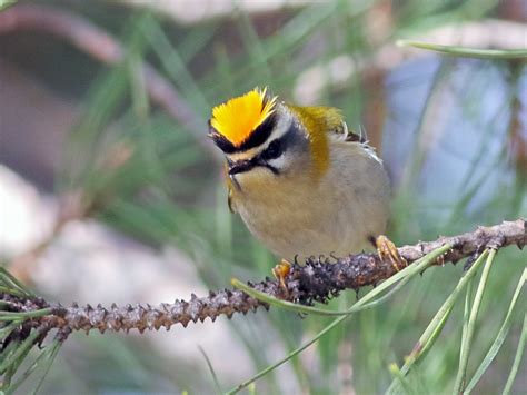 Common Firecrest - eBird