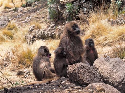 Group of Gelada, Theropithecus Gelada, in Simien Mountains of Ethiopia ...