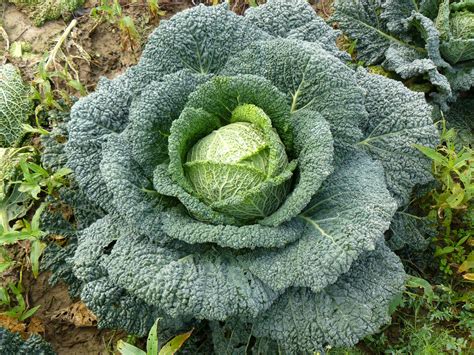 Savoy Cabbage Facts, Health Benefits and Nutritional Value