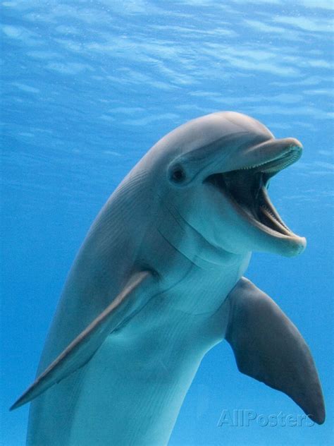 'Bottlenose Dolphin Underwater' Photographic Print - Augusto Leandro Stanzani | Laughing animals ...