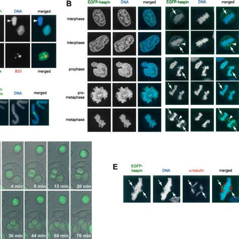 (PDF) The kinase haspin is required for mitotic histone H3 Thr 3 phosphorylation and normal ...