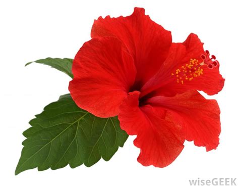 Free Hibiscus, Download Free Hibiscus png images, Free ClipArts on ...