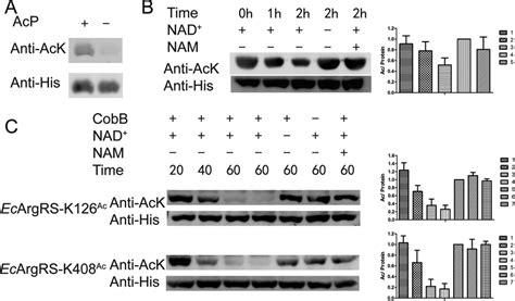 AcP and CobB regulate acetylation of EcArgRS. A, AcP acetylates EcArgRS ...