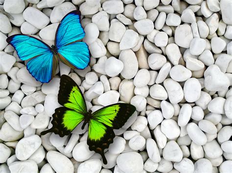 Green Butterfly Wallpapers - Top Free Green Butterfly Backgrounds ...