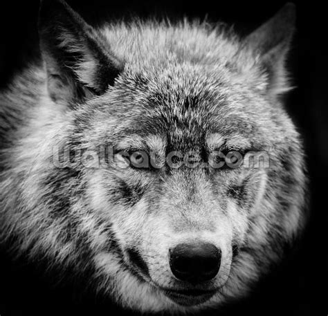 Wolf Eyes Wallpapers - Top Free Wolf Eyes Backgrounds - WallpaperAccess