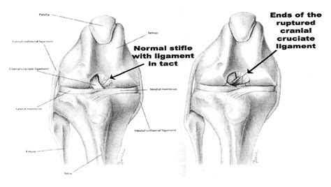 Cranial Cruciate Ligament Repair - Posh Dog Knee Brace