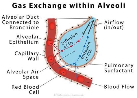 Lung Anatomy, Heart Anatomy, Anatomy Art, Respiratory Therapy, Respiratory System, Teaching ...