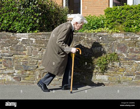 Old Man Walking Stick Tree