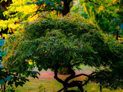 Japanese Green Maple Bonsai Stock Photo - Image of reflection, natural: 197438356