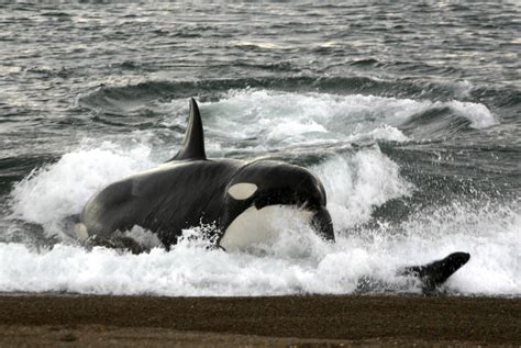 Killer whales bring the hunt onto land - ABC News (Australian Broadcasting Corporation)