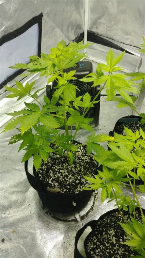 Moving plants outdoors lst | Grasscity Forums - The #1 Marijuana Community Online