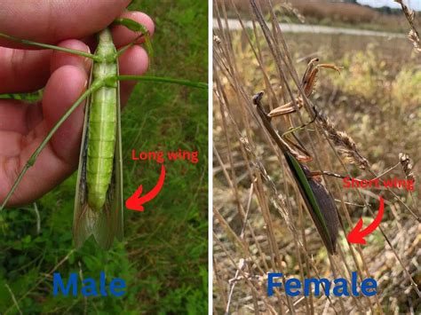 Praying Mantis Gender: How to Identify Male or Female