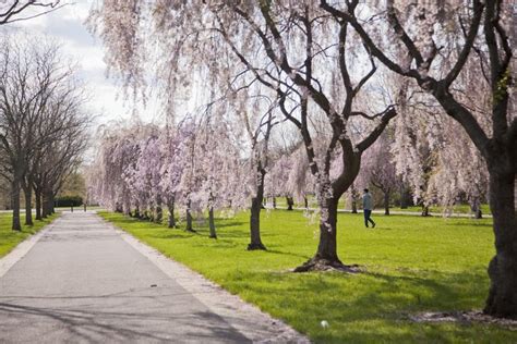 Enjoy picturesque views of cherry blossoms at this springtime race in Fairmount Park | PhillyVoice