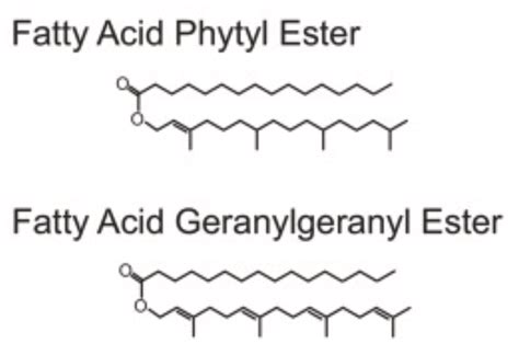 Spermaceti Structure