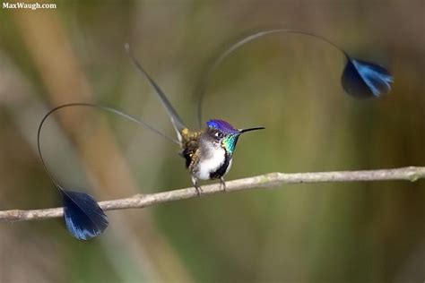 Marvelous Spatuletail (Loddigesia mirabilis) | Beija flores, Flores pretas, Pássaros