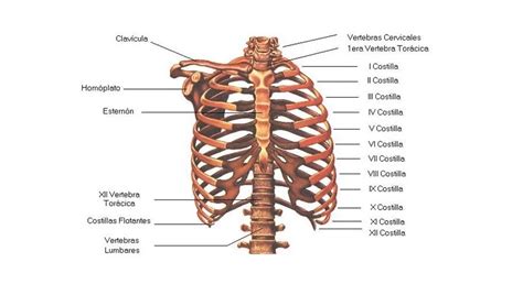 Costillas - Fundación Sonría