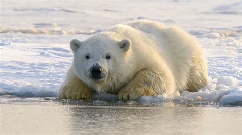 Oso polar, la icónica especie del Ártico que enfrenta al cambio climático