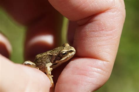 Gambar Katak Muda – cabai