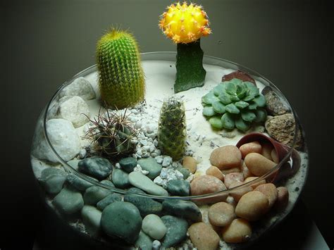 Ang's Peaceful Space: Cacti Terrarium