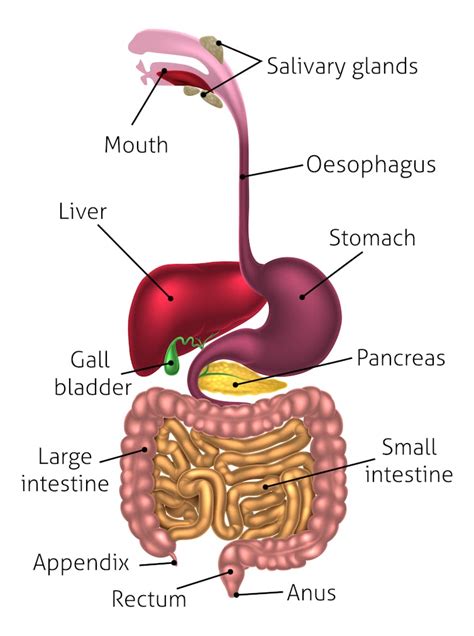 Poo transplants beyond the yuck factor: what works, what doesn't and what we still don't know