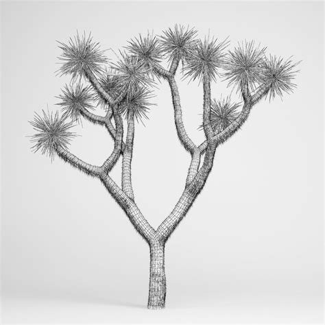 Joshua Tree Drawing at PaintingValley.com | Explore collection of ...