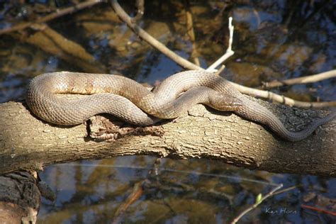 Midland Water Snake | Saw this fine specimen of a Midland Wa… | Flickr