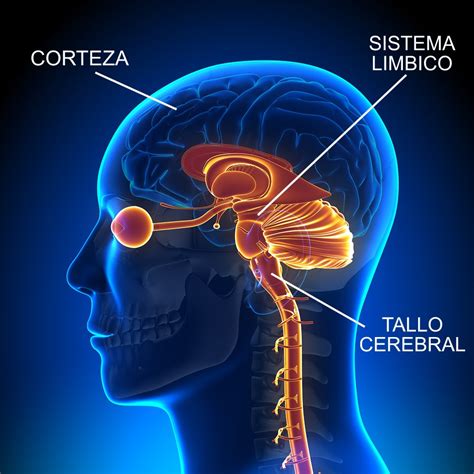 Neurobiología de la adicción - GR Grupos de Recuperación