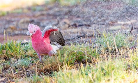 Outback New South Wales - Australia's Wildlife