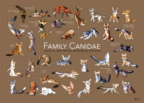 Final Product! All the members of Family Canidae on one glorious poster ...