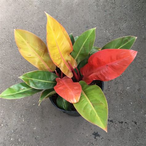 Philodendron ‘Prince of Orange’ (Philo Hybrid) – Tropicals/Houseplants ...