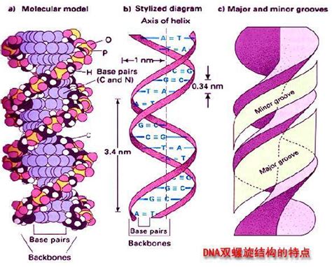 DNA双螺旋 - 快懂百科