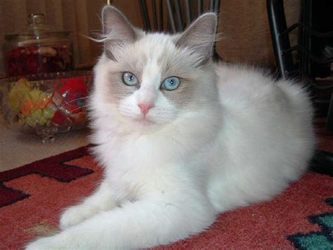 The Ragdoll Cat Breed