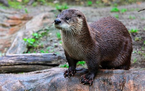 8 datos curiosos e interesantes de la nutria de río – Acuario Michin Puebla